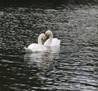 boston-commons-lovebirds-swans-park-651123.jpg