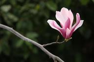 magnolia-magnolia-flower-flowers-686177.jpg