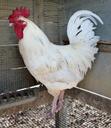 rooster-chicken-poultry-bird-white-1267225.jpg