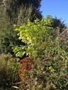 shrubs-bushes-nature-fall-scenery-326875.jpg