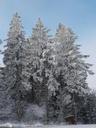 trees-frost-sun-hoarfrost-winter-635630.jpg