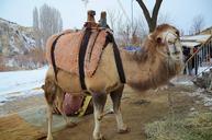 camel-animal-mammal-travel-safari-722622.jpg