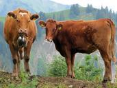 cow-calf-economy-switzerland-542805.jpg