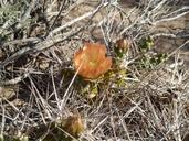 desert-flower-cactus-patagonia-1585307.jpg