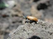 beetle-detail-elytra-stone-620200.jpg