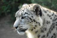 leopard-snow-leopard-tiger-253688.jpg