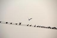 bird-line-birds-power-line-1028756.jpg