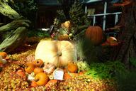 pumpkin-vegetables-decoration-1051522.jpg