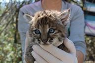 Bobcat_Kittens_B-340_and_B-341.jpg