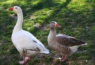 geese-goose-fowl-farm-animal-707466.jpg