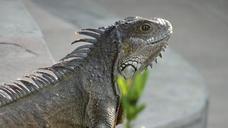 iguana-iguanas-galapagos-lizard-72342.jpg