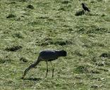 heron-nature-bird-pasture-polder-346536.jpg