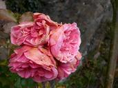 baroque-roses-rose-autumn-faded-289689.jpg