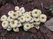 mushroom-fungi-fungus-close-up-200156.jpg