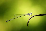 damselfly-odonata-insect-macro-1138481.jpg