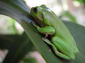 frog-leaf-macro-green-wildlife-647784.jpg