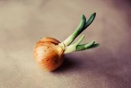 onion-vegetable-fresh-vegetables-932167.jpg