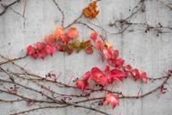 autumn-leaves-concrete-wall-512710.jpg