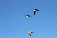 seagulls-bird-flight-sky-273814.jpg