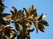 magnolia-leaves-tree-leaves-73820.jpg