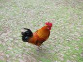 rooster-bird-farm-poultry-domestic-983068.jpg