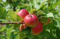 apples-fruit-fruit-trees-flavor-108286.jpg