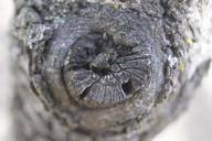 trunk-tree-tree-trunk-texture-bark-936101.jpg