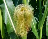 corn-pipe-corn-hair-agriculture-882704.jpg