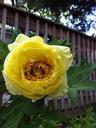 yellow-rose-bush-flower-rose-671075.jpg