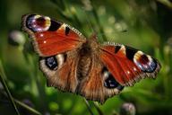 peacock-butterfly-butterfly-insect-411795.jpg