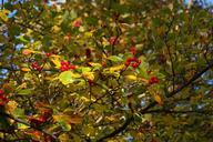 berries-fruits-red-tree-leaves-228141.jpg