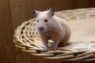 hamster-animal-chair-wood-wall-887661.jpg