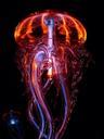 jellyfish-luminous-jellyfish-light-113386.jpg