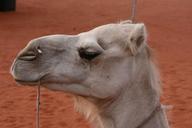 camel-head-animal-travel-desert-1064491.jpg