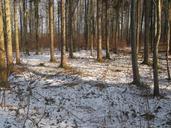 forest-winter-snow-645304.jpg