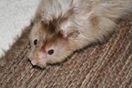 hamster-nager-rodent-animal-close-1574874.jpg