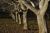 orchard-trees-walnut-nuts-nature-1149536.jpg