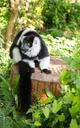 lemur-single-zoo-animal-mammal-1475275.jpg