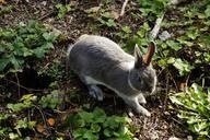 hare-bunny-rabbit-pet-dwarf-rabbit-439214.jpg