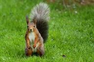 squirrel-garden-rush-green-summer-619957.jpg