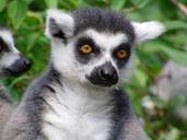 lemur-ring-tailed-lemur-275506.jpg