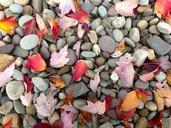 pebbles-leaves-fall-stone-leaf-820722.jpg