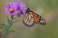 Monarch butterfly on new england aster.jpg