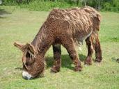 donkey-fur-poitou-donkey-livestock-359501.jpg