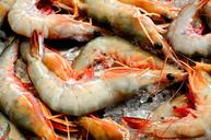 prawns-shrimp-ice-seafood-1578179.jpg