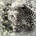 leopard-big-cat-africa-safari-226713.jpg