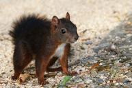 squirrel-animal-nature-498048.jpg