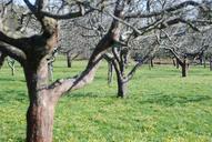 orchard-apple-trees-garden-trees-465554.jpg