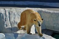 polar-bear-bear-animal-wildlife-219880.jpg