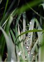 grass-drop-macro-drops-517588.jpg